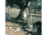 Cooking fire under olive tree at Tantur